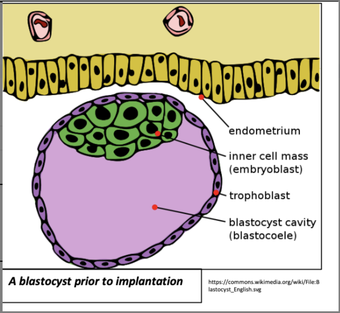 <p>blastocyst</p>