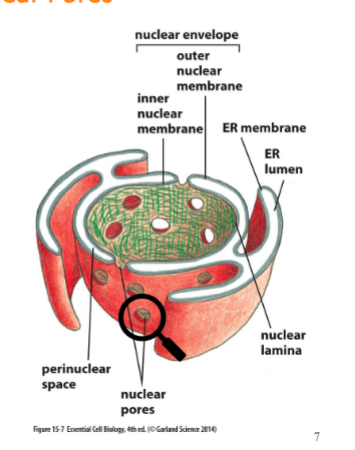<p>nucleus has nuclear envelope with two membranes (inner and outer, outer is connected w/ ER) and it has pores to allow the passes of molecules in and out </p>