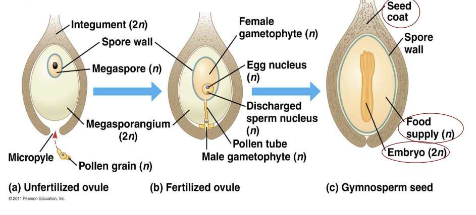 <p><span style="background-color: transparent;">Develops from <u>fertilized</u> ovule </span></p><ul><li><p><span style="background-color: transparent;">includes: embryo, food supply, seed coat </span></p></li></ul><p></p>