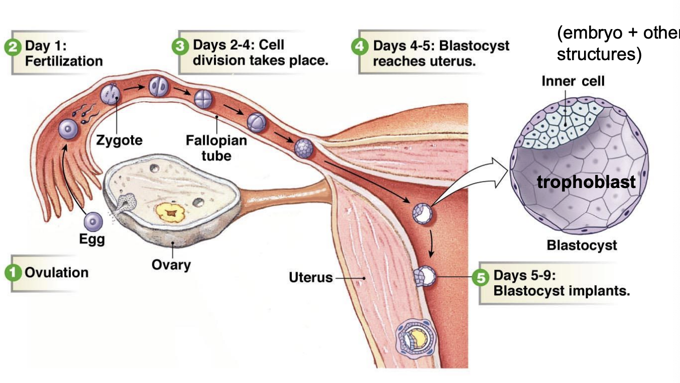<ul><li><p>ovulation</p></li><li><p>fertilization</p></li><li><p>cell division</p></li><li><p>blastocyst reaches uterus</p></li><li><p>blastocyst implanted and now called trophoblast (with the addition of embryo and other structures)</p></li></ul><p></p>