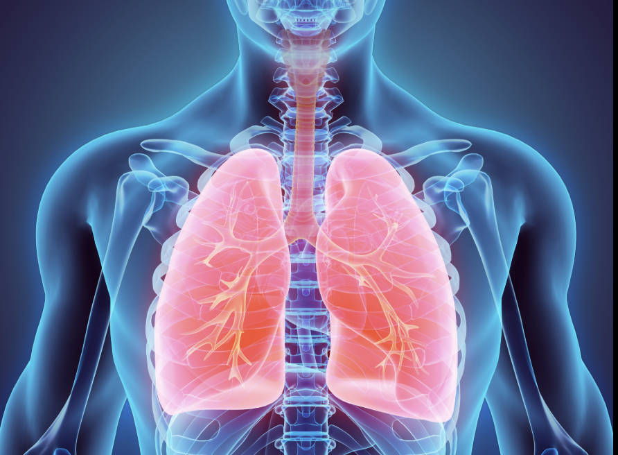 <p> helps you breathe</p>