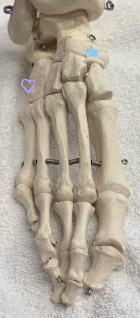 <p>Blue star: What is this bone? What landmark is found here and what tendon inserts on that landmark?</p><p>Purple heart: What is this bone? </p>