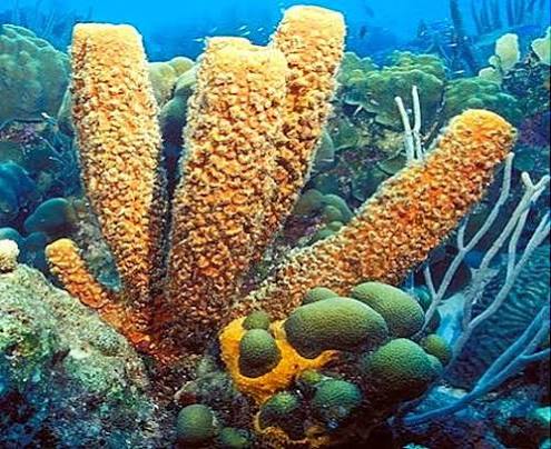 <p>porifera (spongbob is ) </p>