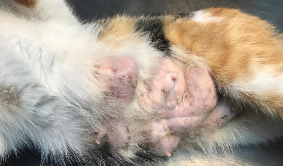 <p>Feline Mammary Tumors</p>