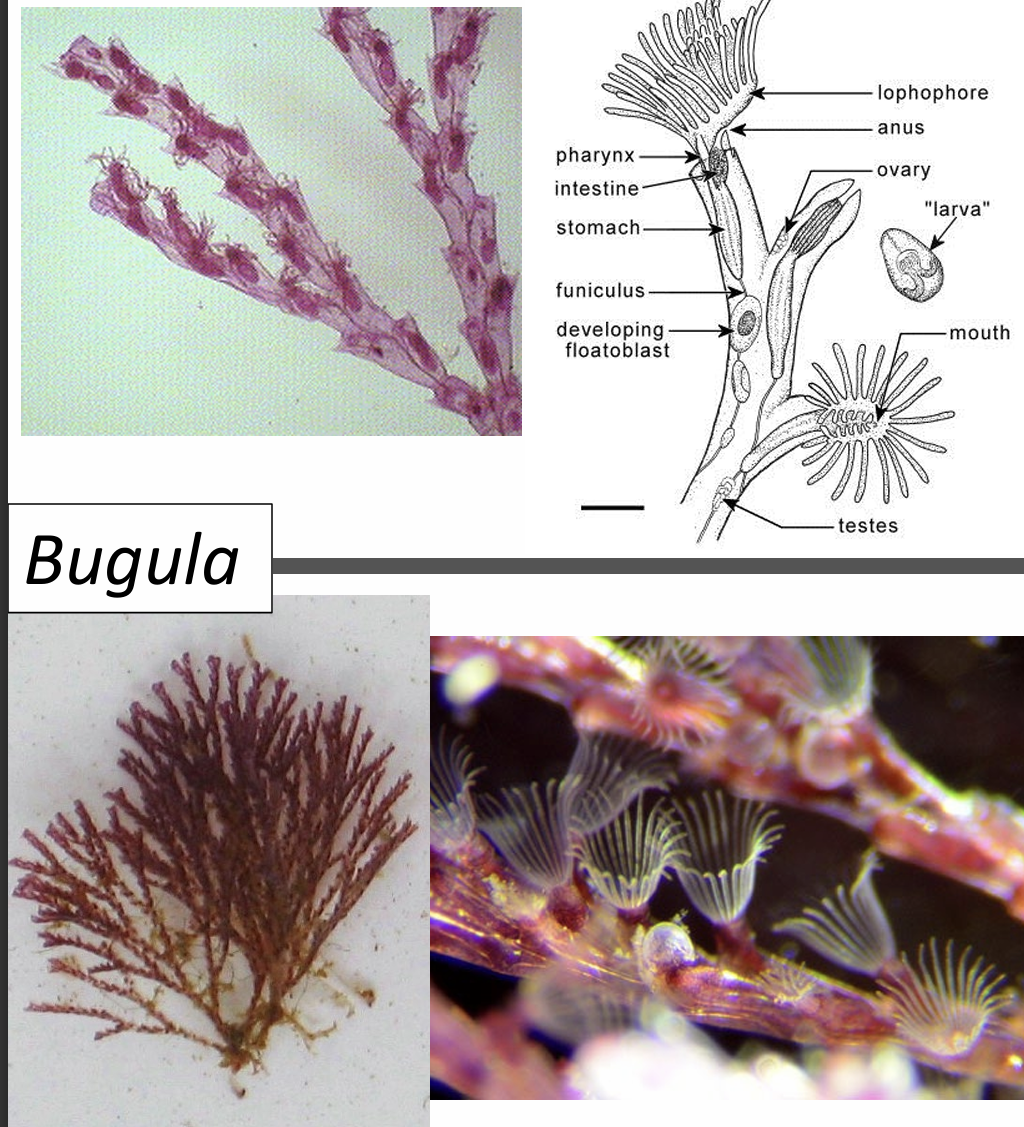 <p>What is the phylum and genus of the organism?</p>
