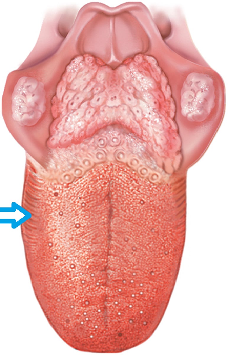<p>side of tongue</p>