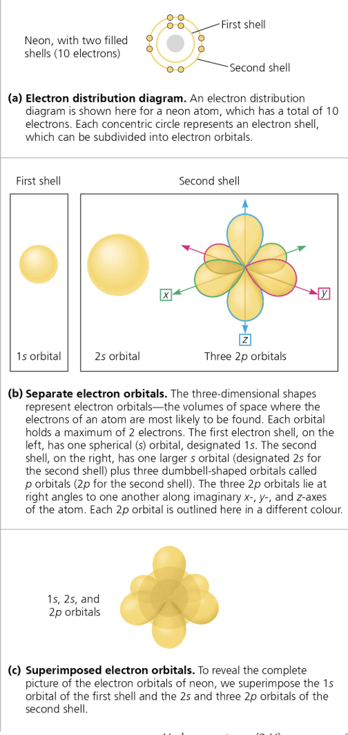 <ul><li><p><span style="background-color: transparent; font-family: "Times New Roman", serif;">&nbsp;think of an orbital as a component of an electron shell</span></p><ul><li><p><span style="background-color: transparent; font-family: "Times New Roman", serif;">first shell has one spherical s orbital (1s),&nbsp;</span></p></li><li><p><span style="background-color: transparent; font-family: "Times New Roman", serif;">second shell has four orbitals (one large spherical orbital (2s) and three dumbbell shaped p orbitals (2p)</span></p></li></ul></li></ul><p></p>