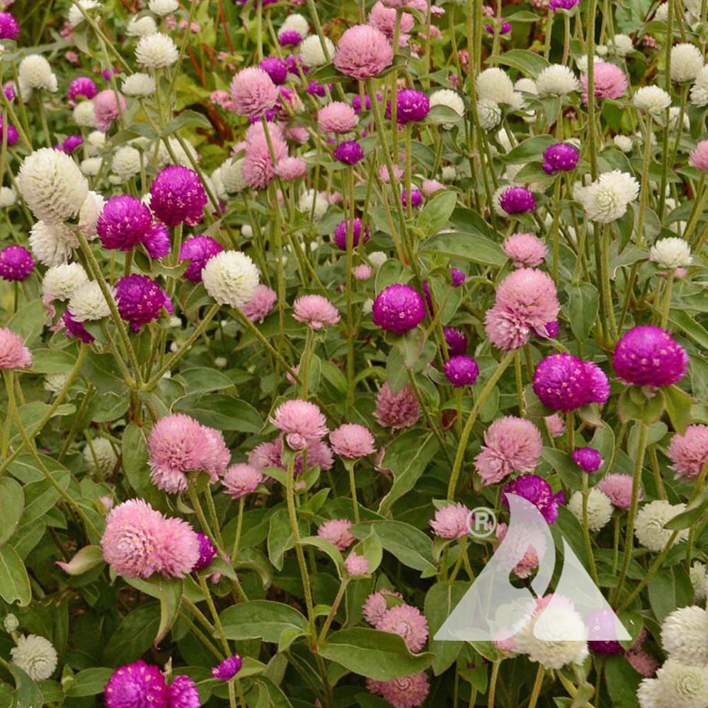 <p>Amaranthaceae Gomphrena hyprids</p>