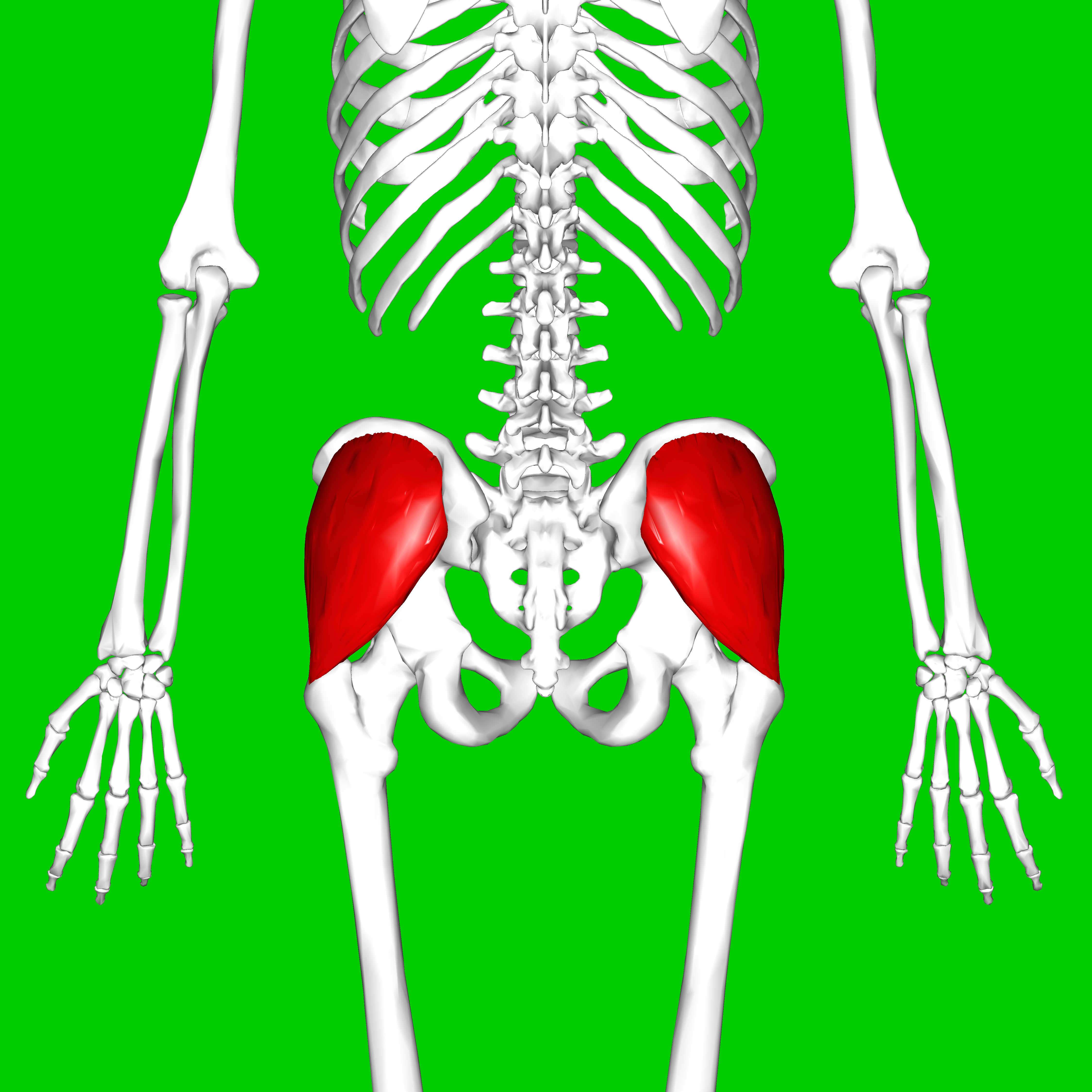 <p>What Muscle?</p>