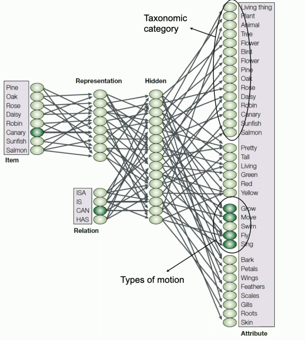 <ul><li><p>there is no strict hierarchy that is organized, instead there is a way to learn everything from scratch</p><ul><li><p>whats learned is distributed across the model</p></li></ul></li><li><p>the model will learn based on the natural co-occurrence of words in natural language and semantic features (e.g things that have 4 legs often run)</p></li><li><p>learns things from experience such that after it learns it can activate correctly associated words</p></li><li><p>relies on the idea that we have these different attributes that are stored seperately from these individual concepts → through learning we learn the link between the attributes and the concepts</p><ul><li><p>this allows properties to be associated <strong>probabilistically</strong> → allows for different strengths of associations (and that there are more typical examples of certain concepts)</p></li></ul></li><li><p>captures generalization through pattern association</p></li></ul><p></p>