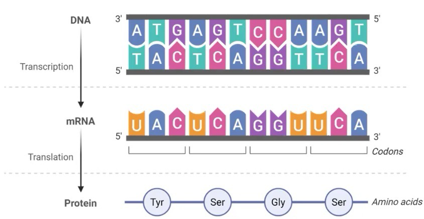 <p><strong>Ribosome</strong> reads 5’ → 3’; Protein in synthesized from amino- (N-) to carboxyl- (C-) terminus</p><p><strong>ORF</strong> begins with a start codon ends with a stop codon</p><ul><li><p><strong>Codons</strong> are series of three bases which specifies one AA</p></li><li><p>ORF is a continuous series of codons; the genetic code is <strong>non-overlapping</strong> (As in it reads three bases, and then jumps to the next three; means each AA is independent)</p></li></ul><p></p>