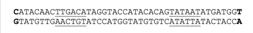 <p>What direction will it transcribe?</p>