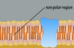 <p>- Nonpolar solutes bc/ the interior is nonpolar</p>