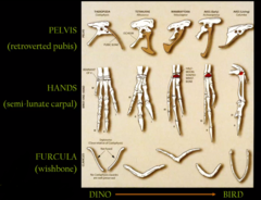 <p>1) retroverted pelvis</p><p>2) Semilunate carpal </p><p>3) Furcula</p>