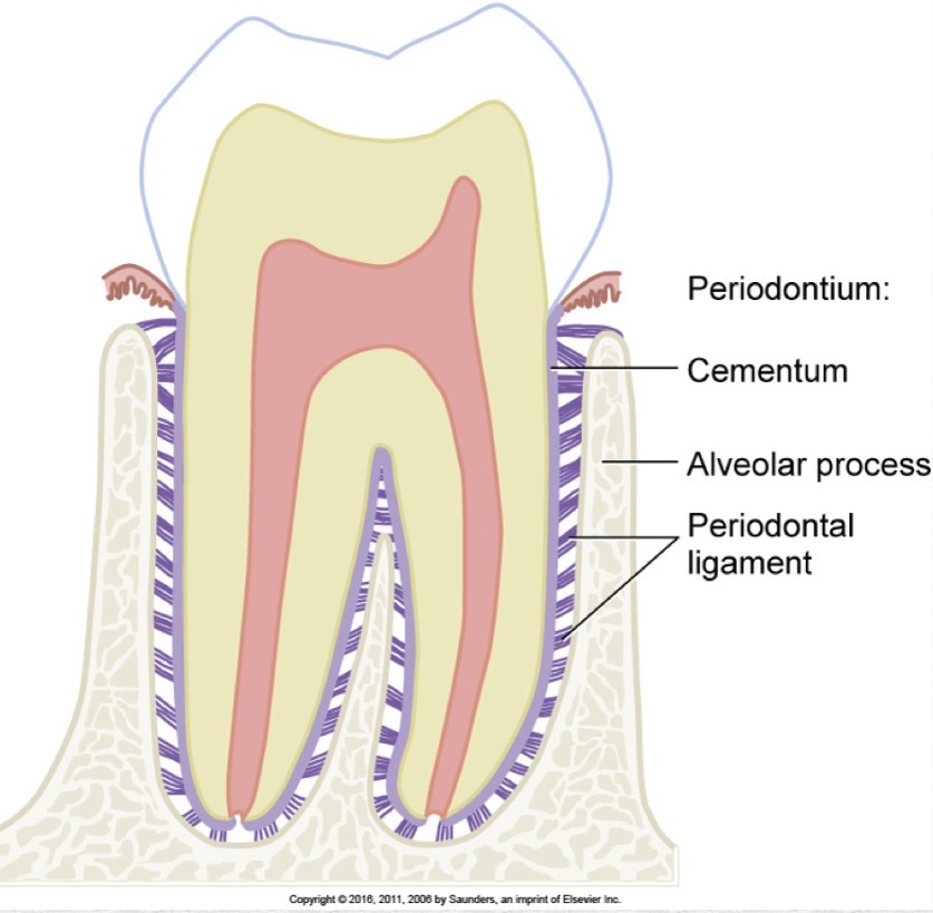 <p>The tooth tissue that covers the root surface.</p>