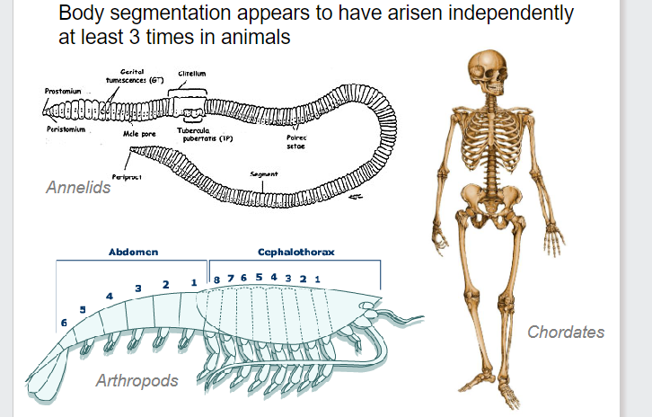 <p>Annelids, Chordates, Arthropods</p>