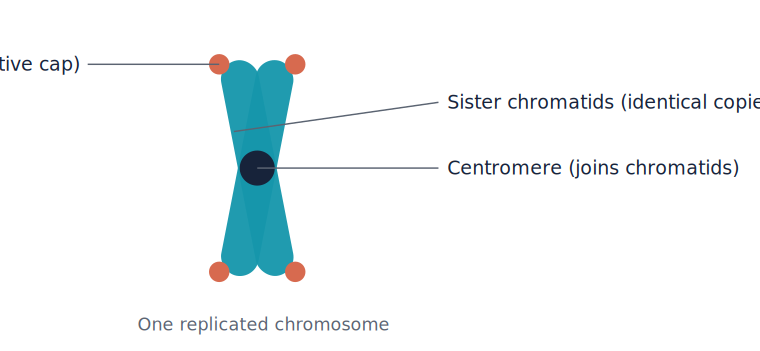 <p>Homologous chromosomes</p>