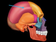 <p>What is this bone of the skull?</p>