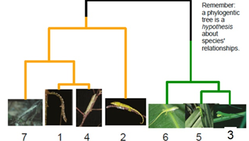 <p>What is the phylogenetic tree a hypothesis about?</p>