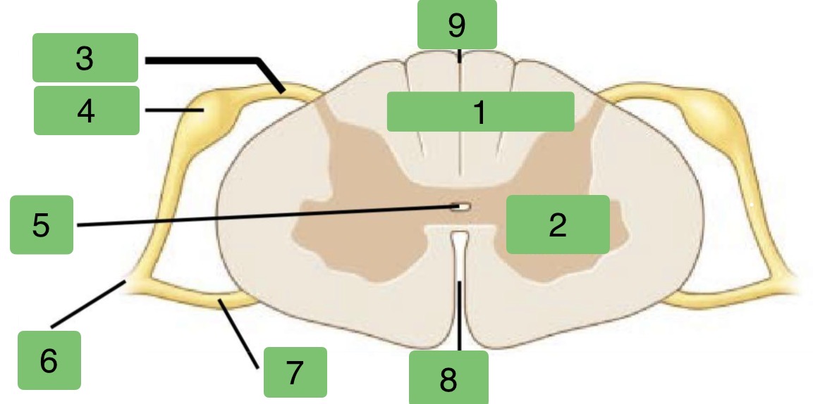 <p>Label the parts of the Transverse Plane Spinal Cord</p>
