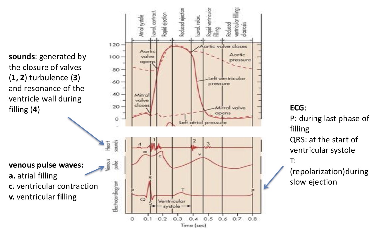 <p>The first sound is generated by the mitral valves closing</p><p>The second sound is generated by the semilunar valves closing</p><p>The third sound is generated by the mitral valve opening</p><p></p>