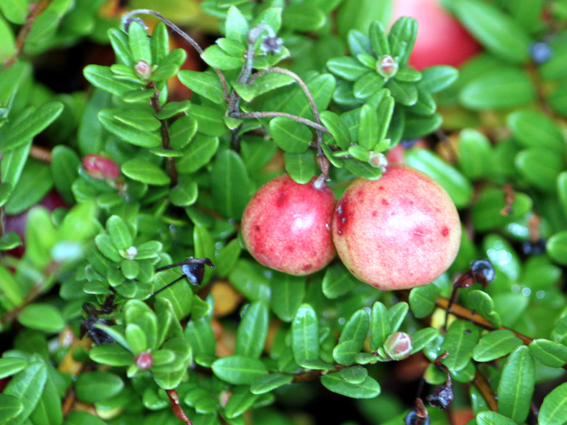 <p><strong>Common Name</strong>: <span style="background-color: transparent;">American cranberry, large cranberry</span></p><p><strong>Parts Used</strong>: Fruit, pomace, leaves</p><p><strong>Use/s</strong>: UTI prevention, antioxidant, cardiovascular health, dental plaque</p><p><strong>Major Metabolites</strong>: <strong>Cinnamtannin B1 (condensed tannins)</strong>, proanthocyanidins, anthocyanins, flavonols, phenolic acids</p>
