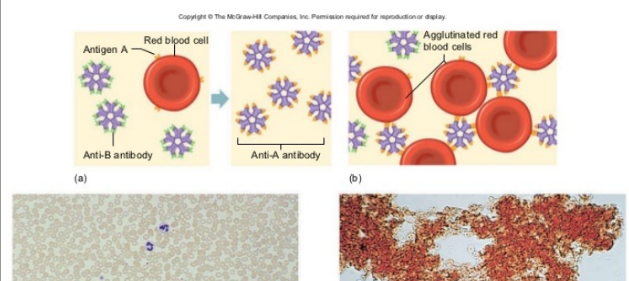 <p>agglutination</p>