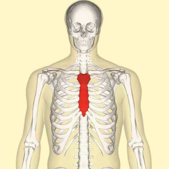 <p>A long, flat bone located at the center of the chest</p>