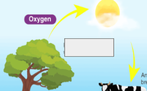 <p>oxygen cycle: name the step </p>