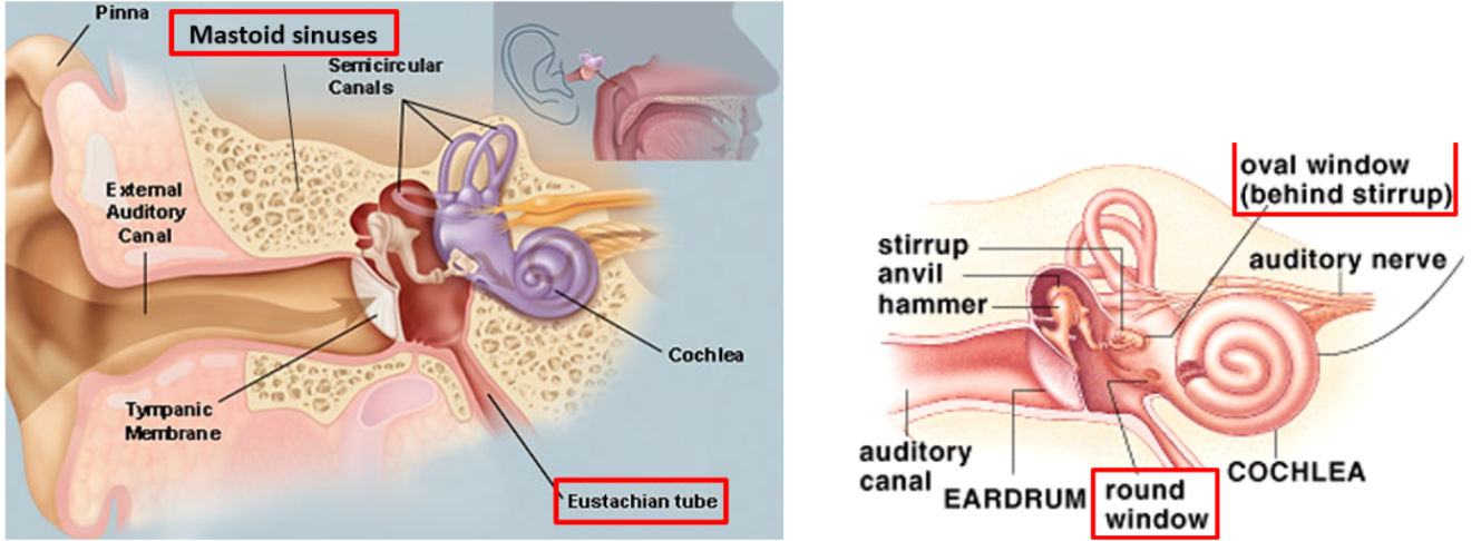<p>Openings: include the auditory tube (to pharynx) and the mastoid sinuses</p><p>connections to inner ear: oval window (covered by stapes, where sound waves enter inner ear) and round window (where sound waves leave inner ear). </p>