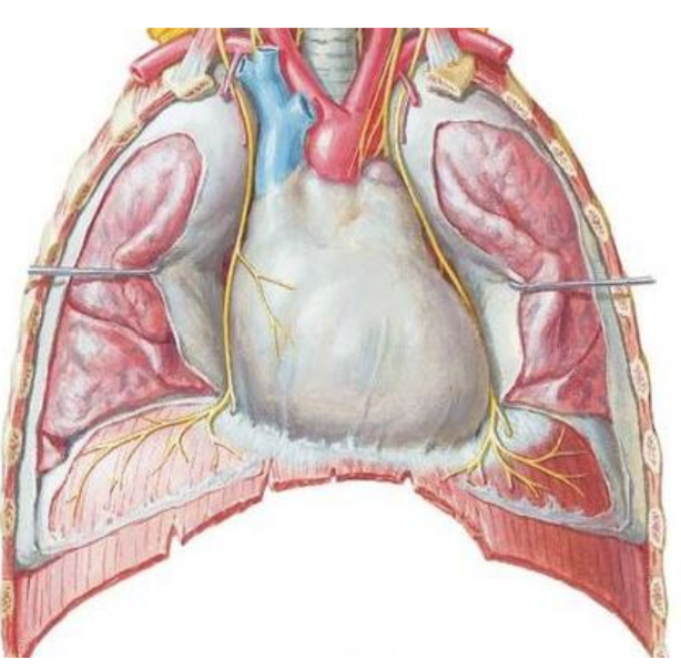 <ol><li><p>costal: intercostal nerve</p></li><li><p>mediastinal: phrenic</p></li><li><p>diaphragmatic phrenic</p></li></ol><p></p>