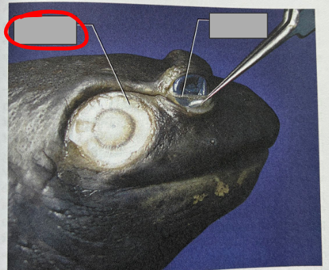 <p>What part of the organism is this?</p>