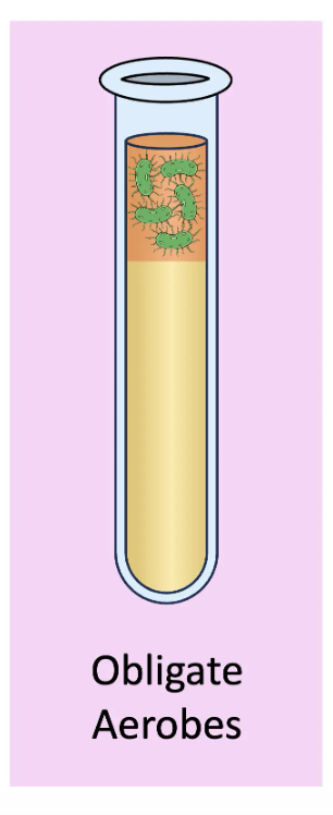 <p class="btn-resize-mode mb-lg-2 mb-2">organisms that <strong><u>cannot survive in the absence of oxyge</u></strong>n → they rely on aerobic respiration to produce ATP → may be able to carry out anaerobic respiration in conjunction with aerobic respiration, but cannot survive on anaerobic respiration alone</p><p></p>