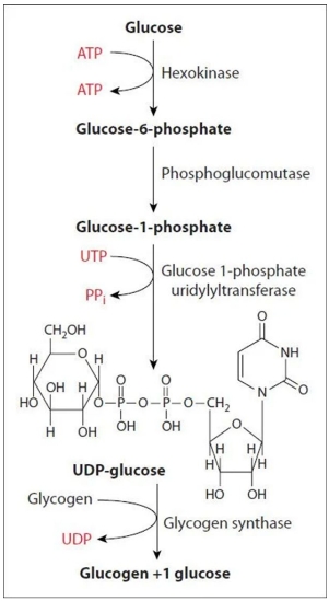 <p>addition of glucose onto glycogen molecule</p><ul><li><p>primarily controlled by insulin</p></li></ul><p></p>