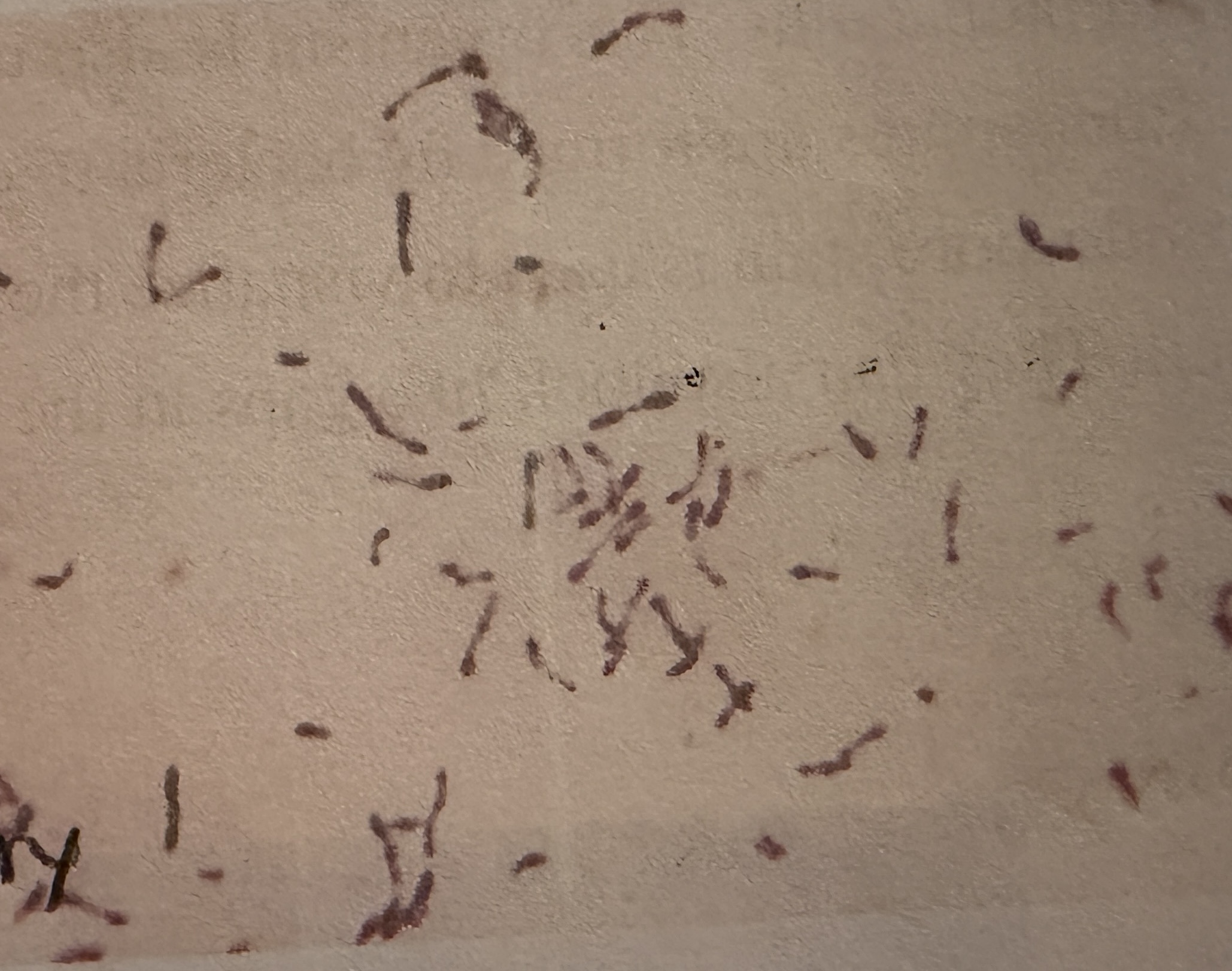 <p>Corynebacterium diphtheria </p>