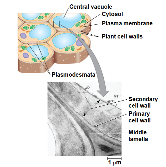 <p>De celwand is een extracellulaire structuur die</p><p>plantencellen onderscheidt van dierlijke cellen</p><p><span data-name="black_small_square" data-type="emoji">▪</span> Prokaryoten, schimmels en sommige eencellige eukaryoten</p><p>hebben ook celwanden</p><p><span data-name="black_small_square" data-type="emoji">▪</span> De celwand beschermt de plantencel, houdt haar</p><p>vorm in stand en voorkomt overmatige opname van water</p><p><span data-name="black_small_square" data-type="emoji">▪</span> Plantencelwanden bestaan uit cellulosevezels</p><p>die zijn ingebed in andere polysacchariden en eiwitten</p><p>Plantencelwanden kunnen uit meerdere lagen bestaan:</p><p><span data-name="black_small_square" data-type="emoji">▪</span> Primaire celwand: relatief dun en flexibel</p><p><span data-name="black_small_square" data-type="emoji">▪</span> Middenlamel: dunne laag tussen de primaire celwanden</p><p>van aangrenzende cellen</p><p><span data-name="black_small_square" data-type="emoji">▪</span> Secundaire celwand (in sommige cellen): gevormd</p><p>tussen het plasmamembraan en de primaire</p><p>celwand</p>
