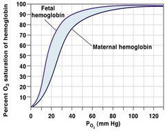 <p>it has a higher affinity so loads more oxygen at the same partial pressure of O2</p><p>so oxygen moves from mother to fetus</p>