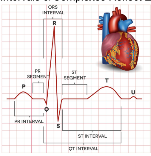 <p><span style="background-color: transparent;">~ little over 2 large boxes (<440ms)</span></p><p><span style="background-color: transparent;">from start of Q wave to end of T wave </span></p>