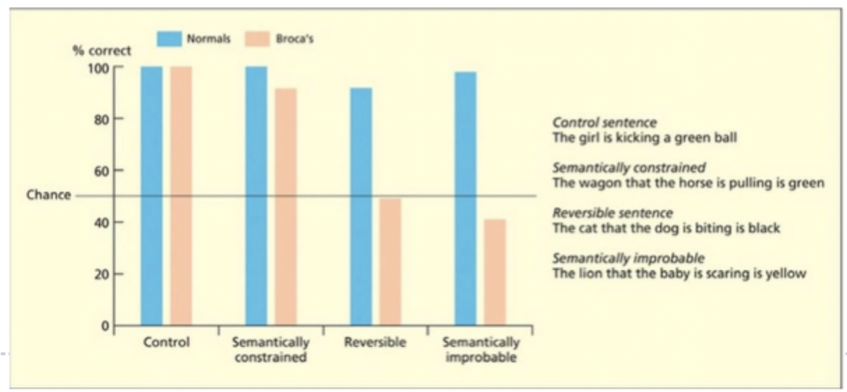 <p>the cat that the dog is biting is black</p>