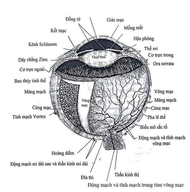 <p>→ Nhãn cầu được cấu tạo bởi 3 lớp vỏ bọc đồng tâm.</p><p>→ Về mặt phôi thai học, hai lớp ngoài tương tự như màng não của hệ thần kinh trung ương, còn lớp trong cùng tương tự như mô não.</p><p><strong>1. Lớp màng xơ bọc ngoài </strong><code>(Tương đương Màng cứng)</code></p><ul><li><p><strong>Nhiệm vụ:</strong> Che chở, bảo vệ định hình nhãn cầu.</p></li><li><p><code>Thành phần 1 - Giác mạc (Trong suốt)</code>: Chiếm <code>1/6</code> chu vi ở phía trước.</p></li><li><p><code>Thành phần 2 - Củng mạc (Tròng trắng)</code>: Chiếm <code>5/6</code> chu vi phần còn lại.</p></li><li><p><strong>Ranh giới:</strong> Nơi củng mạc và giác mạc gặp nhau (chuyển tiếp) được gọi là <code>rìa giác củng mạc.</code></p></li></ul><p><strong>2. Lớp màng mạch máu giữa </strong><code>(Tương đương Màng nhện / Màng nuôi)</code></p><ul><li><p><strong>Nhiệm vụ:</strong> Cung cấp dinh dưỡng phần lớn cho những lớp khác.</p></li><li><p><strong>Danh pháp:</strong> Còn được gọi chung bằng một cái tên kinh điển là <code>Màng bồ đào.</code></p></li><li><p><strong>Thành phần </strong><code>(Gồm 3 phần nối tiếp nhau)</code><strong>:</strong> Bao gồm <code>Hắc mạc</code> (phía sau), <code>Thể mi</code> (ở giữa), và <code>Mống mắt</code> (phía trước).</p></li></ul><p><strong>2.3. Lớp màng trong cùng </strong><code>(Tương đương Mô não)</code></p><ul><li><p><strong>Tên gọi:</strong> <code>Võng mạc.</code></p></li><li><p><strong>Bản chất:</strong> Là lớp cảm thụ quang.</p></li><li><p><strong>Đặc tính sinh lý <em>(Cực kỳ quan trọng)</em>:</strong> Chuyển hóa cao, rất tinh tế.</p></li><li><p><strong>Nguồn gốc phôi thai:</strong> Bắt nguồn từ <code>ngoại bì thần kinh.</code></p></li><li><p><strong>Khả năng phục hồi:</strong> Do có bản chất thần kinh, võng mạc <code>NGHÈO khả năng tái sinh</code> (<em>tổn thương thường để lại di chứng vĩnh viễn).</em></p></li></ul><p></p>