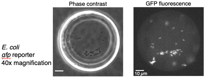 <p>Uses <strong>high-intensity light</strong> (such as <strong>UV or blue light</strong>) to <u><mark data-color="green" style="background-color: green; color: inherit;">excite fluorescent molecules (fluorophores)</mark></u> within the sample.</p>
