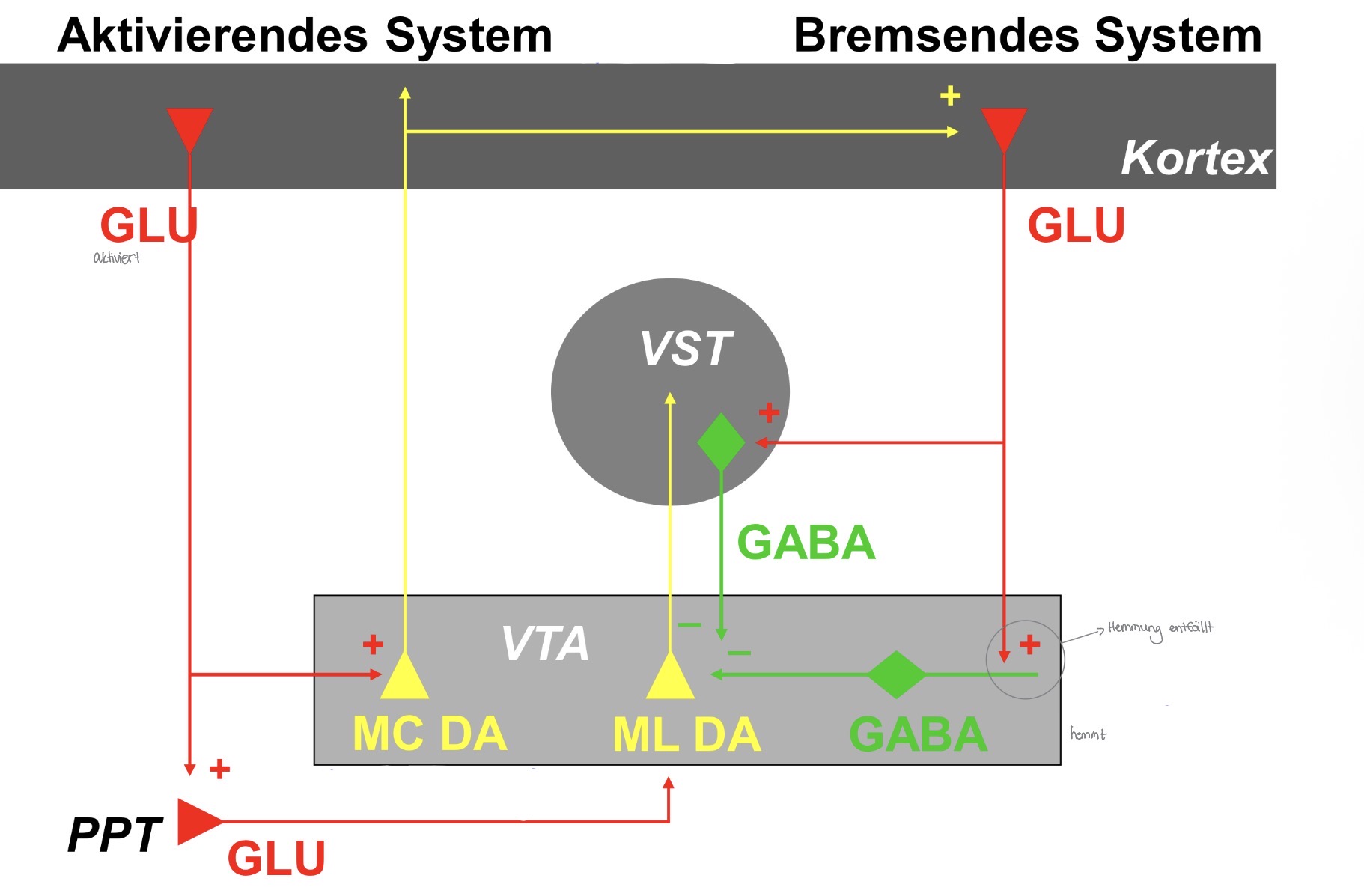 <p><strong>• </strong>Glutamat vom Kortex aktiviert nachgeschaltete Bahnen normal</p><p><strong>• </strong>GABA-Hemmung funktioniert</p><p><strong>• </strong>System im Gleichgewicht</p><p></p>