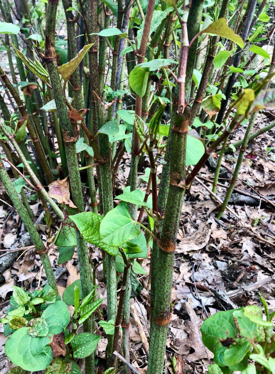 <p>Invasive, bamboo-like, woody growths</p>