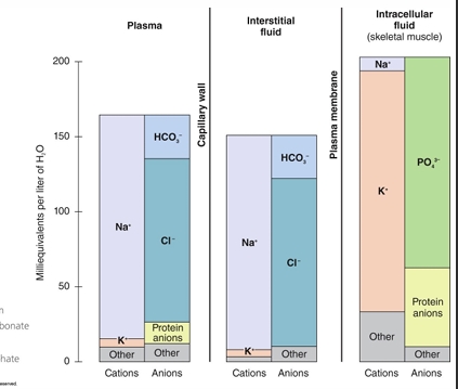 <p>concentration gradient between ECF and ICF created by anions and cations</p><p>constant pressure for sodium to leak into cells and for potassium to leak out</p><p>Sodium-potassium pump maintains gradient and prevents fluid shifts under normal conditions</p>