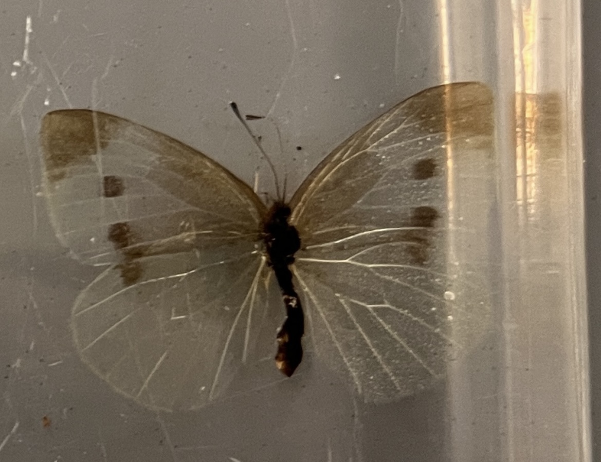 <p>What stage cabbage worm is this?</p>