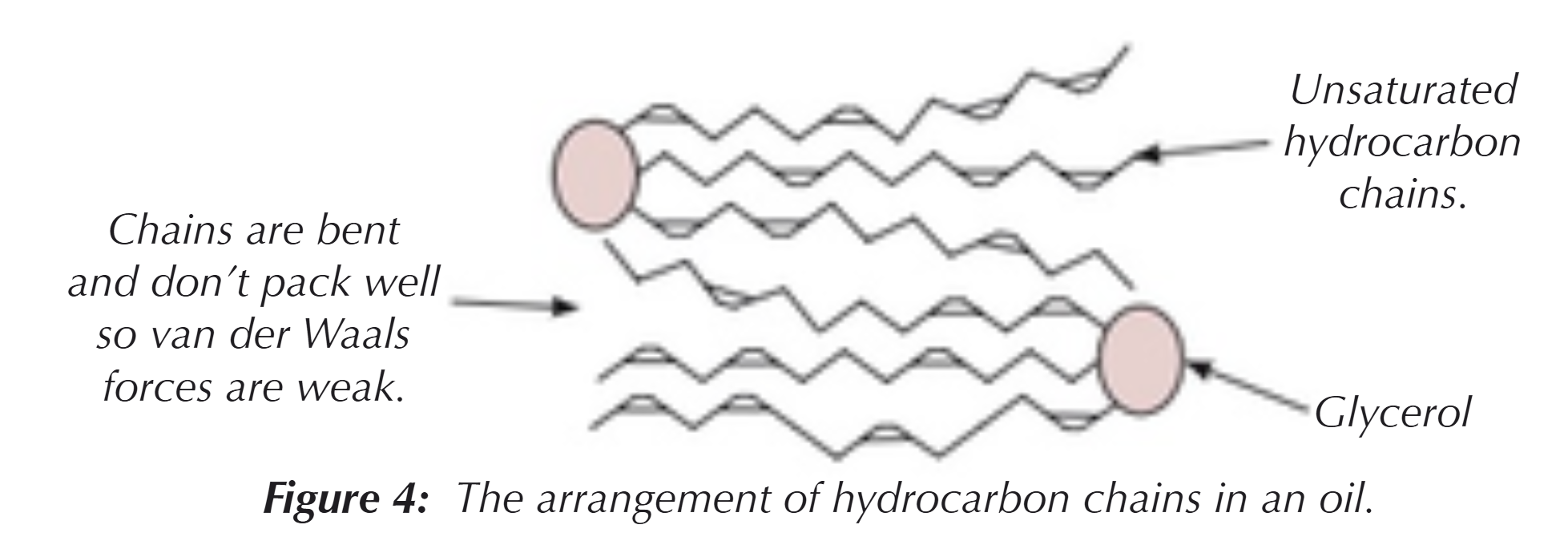 <p>They have unsaturated hydrocarbon chains → the C=C double bonds mean the chains are bent &amp; don’t pack together well, decreasing the strength of the Van der Waals forces between them</p>