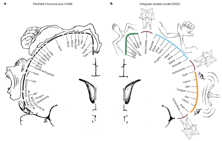 <ul><li><p><span style="background-color: transparent;">Effector-specific regions are interdigitated with regions showing different connectivity, structure, and function</span></p></li><li><p><span style="background-color: transparent;">Inter-effector regions that show high connectivity to each other and to the cingulo-opercular network</span></p></li><li><p><span style="background-color: transparent;">Replicated in various data sets (including infants, newborns, and non-human animals)</span></p></li><li><p><span style="background-color: transparent;">Inter-effector regions become active during planning (rather than execution) and lack effector specificity</span></p></li><li><p><span style="background-color: transparent;">Interpreted as Somato-Cognitive Action Network (SCAN)</span></p></li><li><p><span style="background-color: transparent;">results were very reliable across many different ppts, also had a high test-retest reliability </span></p></li></ul><p></p>