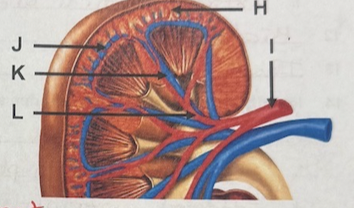 <p>L</p>