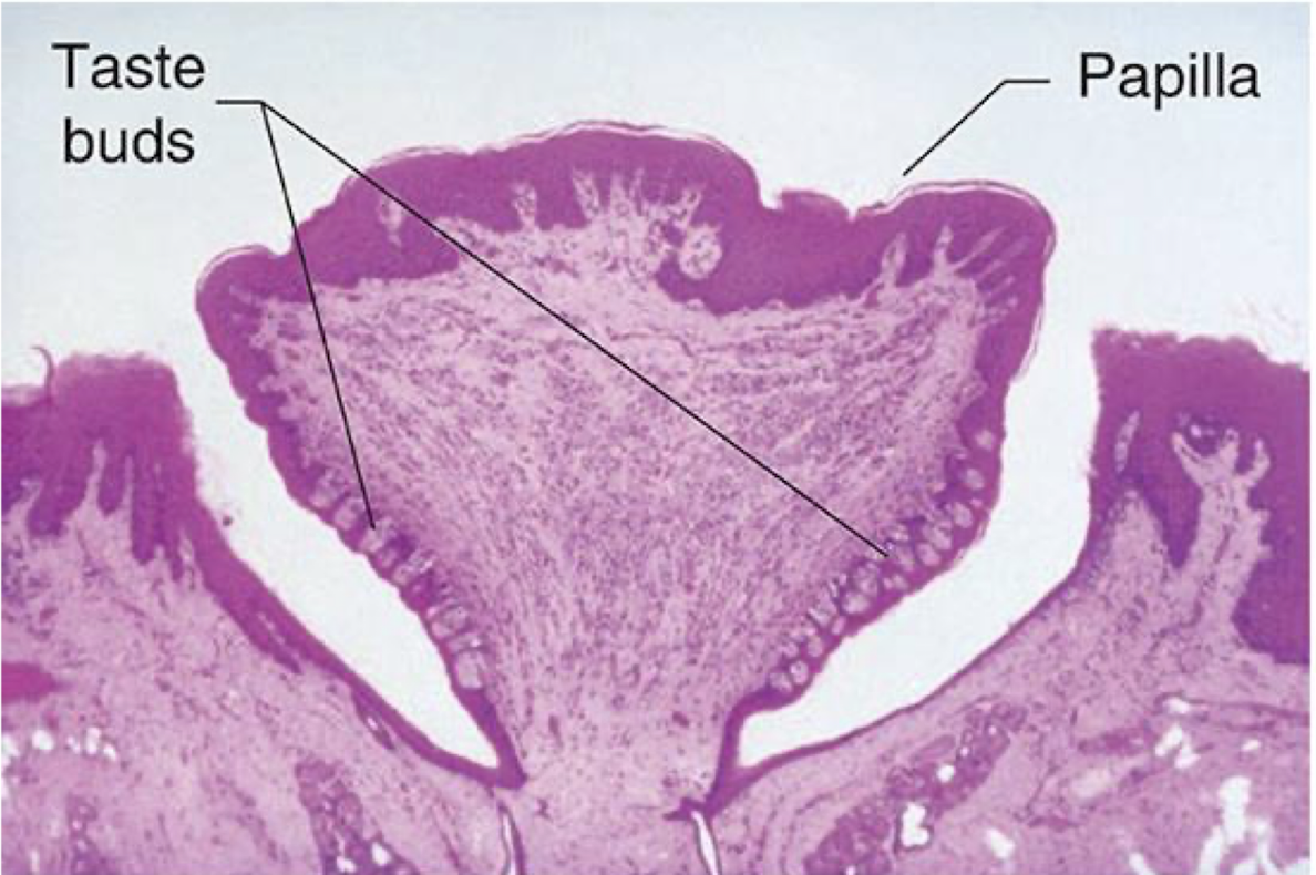 <ul><li><p>food selection varies depending on digestive tracts<em> (ex. humans are omnivores)</em></p></li><li><p>taste primaries: sour, sweet, bitter, salty, umami</p></li></ul><p></p><p>→ taste is used to detect what type of nutrients are in the good </p><ul><li><p>balanced meals activate all 5 taste receptors (on sides of papilla)</p><ul><li><p>diff taste cells have diff receptors </p></li><li><p>diff neurons in brain are specialized for diff tastes + they’re in multiple areas </p></li></ul></li></ul><p></p>
