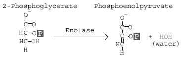 <p>Step 9</p><p>Conversion of 2-phosphoglycerate to phosphoenolpyruvate (PEP)</p><p>Dehydration yielding H<sub>2</sub>O </p>